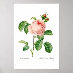 Rosa centifolia poster