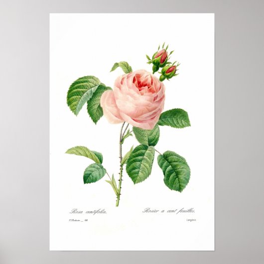 Rosa centifolia poster (Voorkant)
