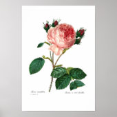 Rosa centifolia poster (Voorkant)