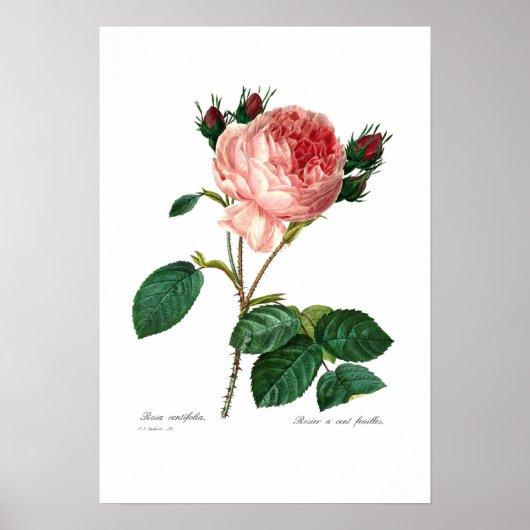 Rosa centifolia poster (Voorkant)