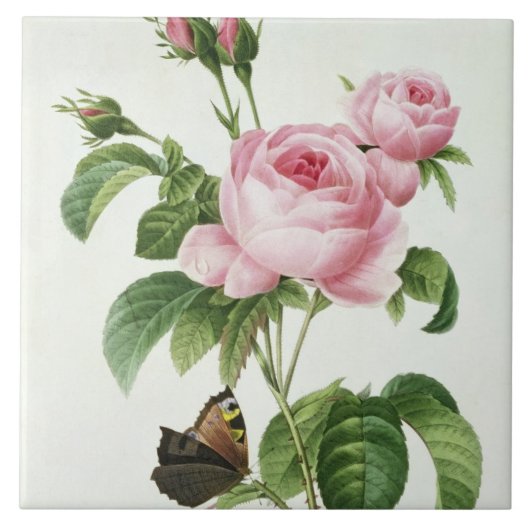 Rosa Centifolia Tegeltje (Voorkant)