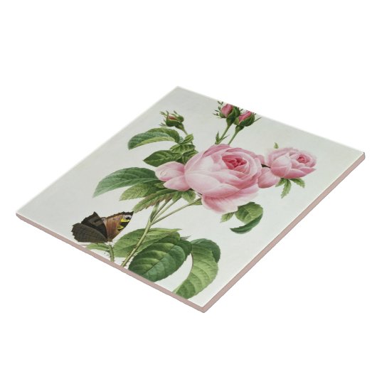 Rosa Centifolia Tegeltje (Zijkant)