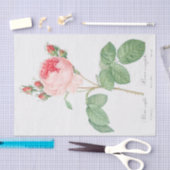 Rosa centifolia tissuepapier (Craft)