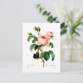 Rosa centifolia van Pierre-Joseph Redouté Briefkaart (Staand voorkant)