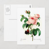 Rosa centifolia van Pierre-Joseph Redouté Briefkaart (Voorkant / Achterkant)