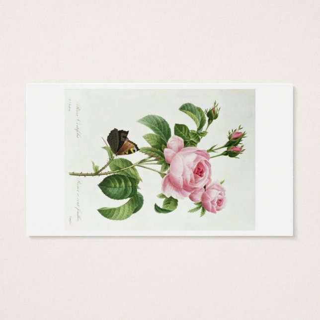 Rosa Centifolia Visitekaartjes (Achterkant)