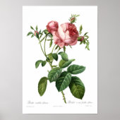 Rosa centifoliacea poster (Voorkant)