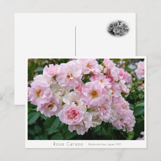 Rosa Cerezo Briefkaart (Voorkant / Achterkant)