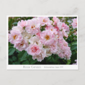 Rosa Cerezo Briefkaart (Voorkant)