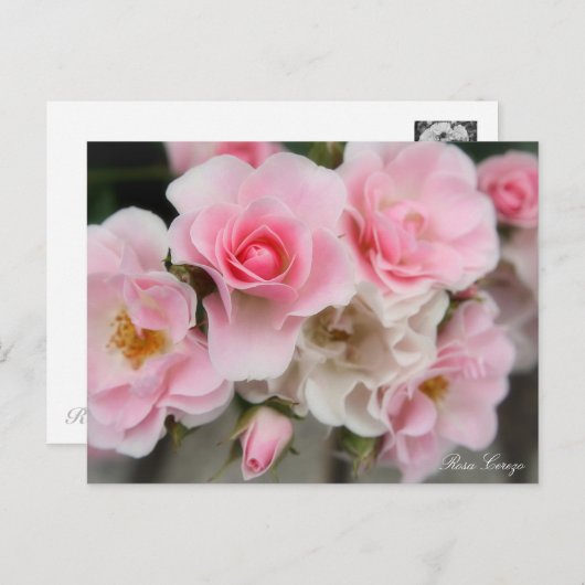 Rosa Cerezo Briefkaart (Voorkant / Achterkant)