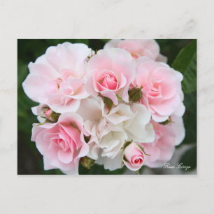 Rosa Cerezo [Briefkaart] Briefkaart