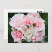 Rosa Cerezo [Briefkaart] Briefkaart (Voorkant / Achterkant)