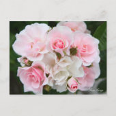 Rosa Cerezo [Briefkaart] Briefkaart (Voorkant)