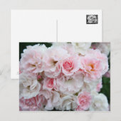 Rosa Cerezo [Briefkaart] Briefkaart (Voorkant / Achterkant)