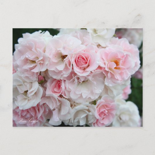 Rosa Cerezo [Briefkaart] Briefkaart (Voorkant)
