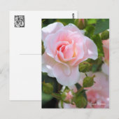 Rosa Cerezo [Briefkaart] Briefkaart (Voorkant / Achterkant)