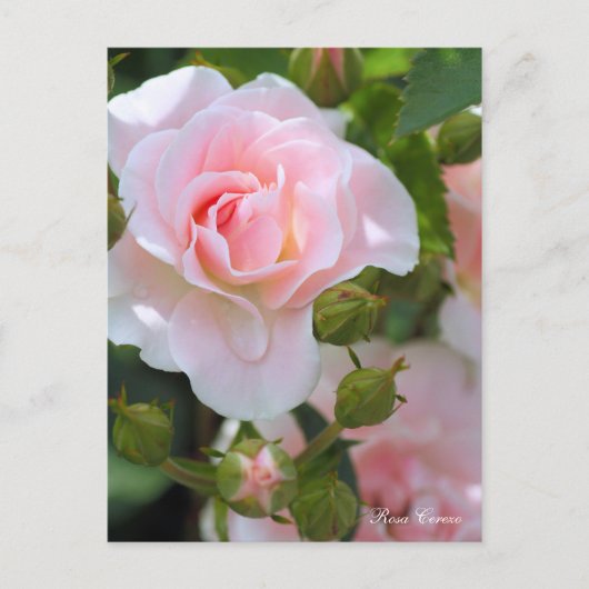 Rosa Cerezo [Briefkaart] Briefkaart (Voorkant)