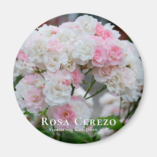 Rosa Cerezo Magneet (Voorkant)