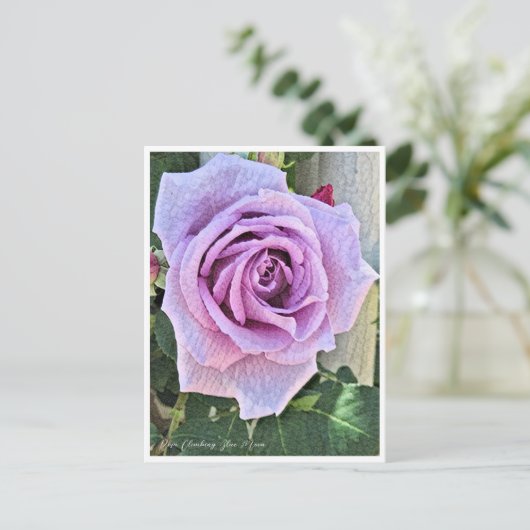 Rosa Climbing Blue Moon Briefkaart (Staand voorkant)