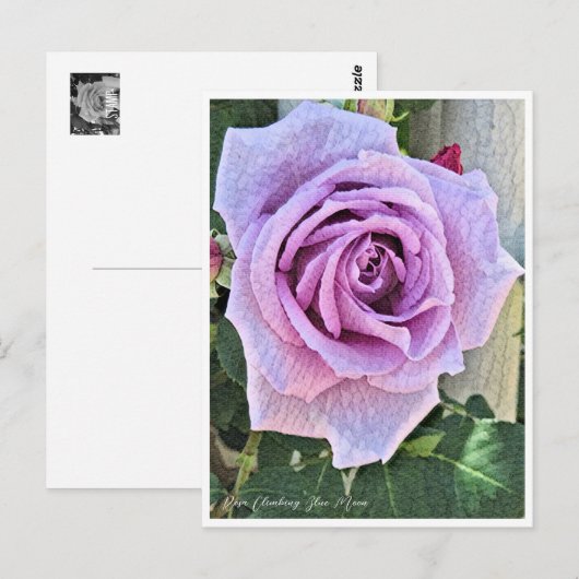 Rosa Climbing Blue Moon Briefkaart (Voorkant / Achterkant)