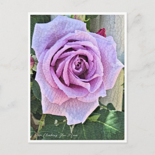 Rosa Climbing Blue Moon Briefkaart (Voorkant)