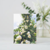 Rosa Climbing Iceberg: Briefkaart (Staand voorkant)