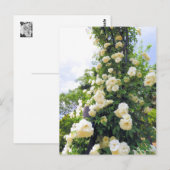 Rosa Climbing Iceberg: Briefkaart (Voorkant / Achterkant)