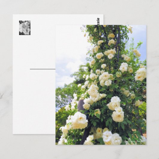 Rosa Climbing Iceberg: Briefkaart (Voorkant / Achterkant)