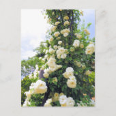 Rosa Climbing Iceberg: Briefkaart (Voorkant)