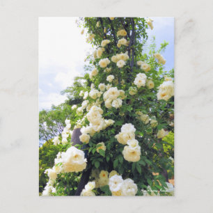 Rosa Climbing Iceberg:Postkaart Briefkaart