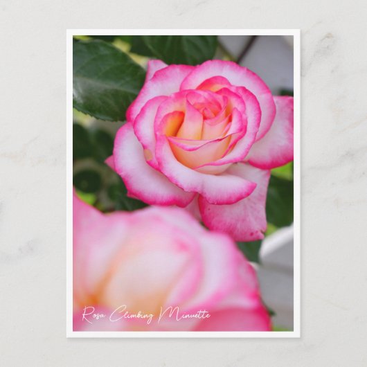 Rosa Climbing Minuette Briefkaart (Voorkant)