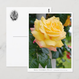Rosa Climbing Peace Briefkaart