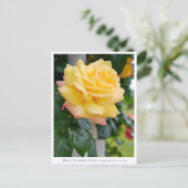 Rosa Climbing Peace Briefkaart (Staand voorkant)