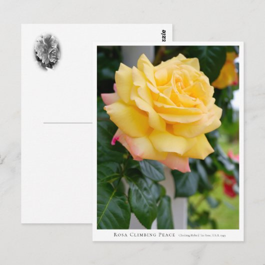 Rosa Climbing Peace Briefkaart (Voorkant / Achterkant)