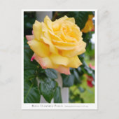 Rosa Climbing Peace Briefkaart (Voorkant)