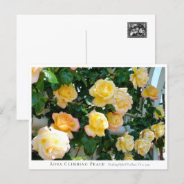 Rosa Climbing Peace Briefkaart