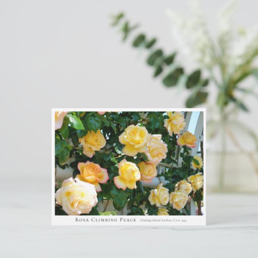 Rosa Climbing Peace Briefkaart (Staand voorkant)