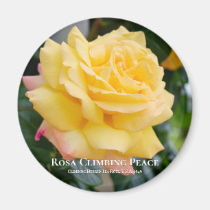 Rosa Climbing Peace Magneet