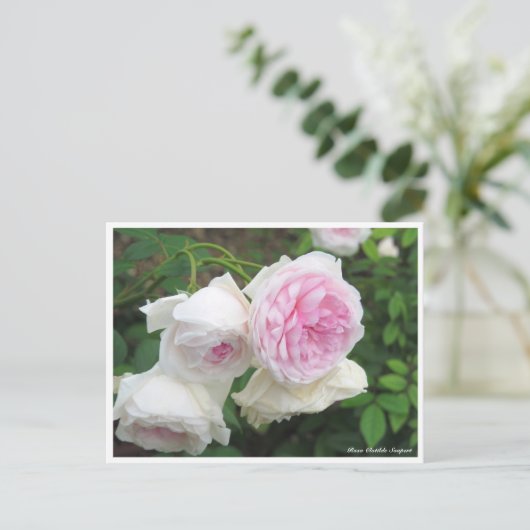 Rosa Clotilde Soupert Briefkaart (Staand voorkant)