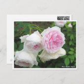 Rosa Clotilde Soupert Briefkaart (Voorkant / Achterkant)