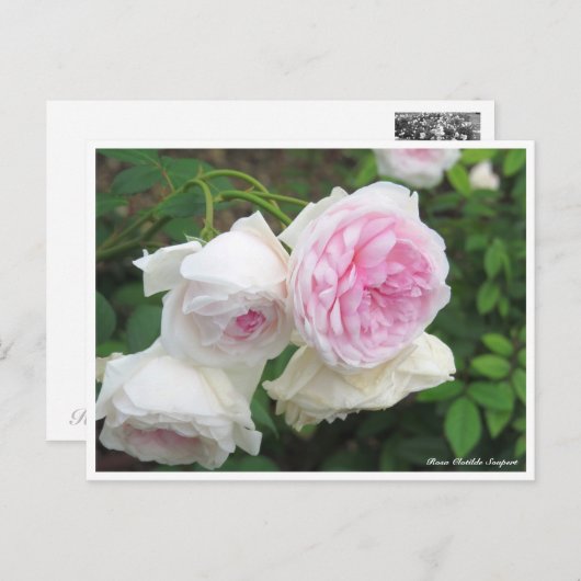 Rosa Clotilde Soupert Briefkaart (Voorkant / Achterkant)