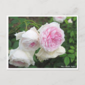 Rosa Clotilde Soupert Briefkaart (Voorkant)