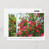 Rosa Cocktail Briefkaart (Voorkant / Achterkant)