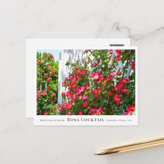 Rosa Cocktail Briefkaart (Voorkant / Achterkant in situ)
