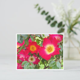 Rosa Cocktail Briefkaart