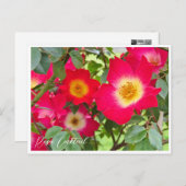 Rosa Cocktail Briefkaart (Voorkant / Achterkant)