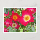 Rosa Cocktail Briefkaart (Voorkant)