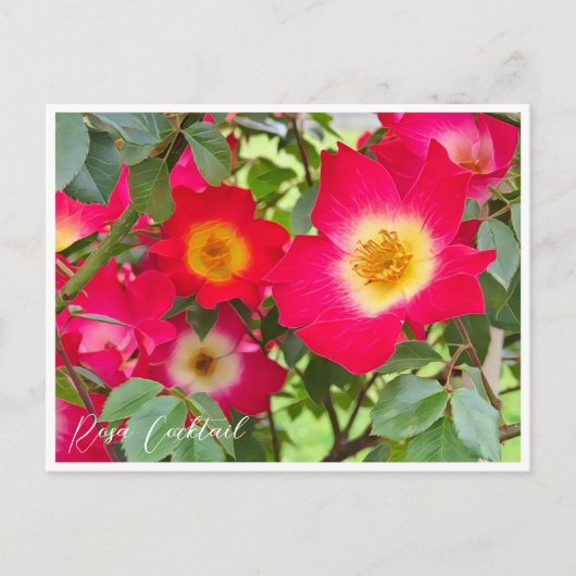 Rosa Cocktail Briefkaart (Voorkant)