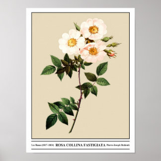 Rosa Collina Fastigiata Beige Poster