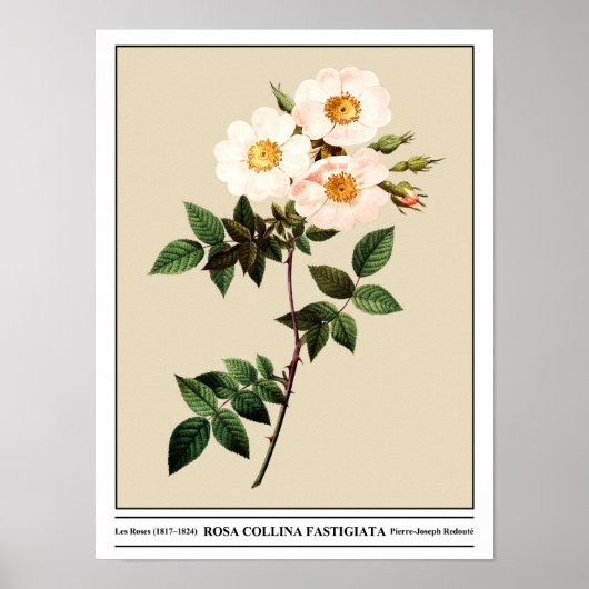 Rosa Collina Fastigiata Beige Poster (Voorkant)